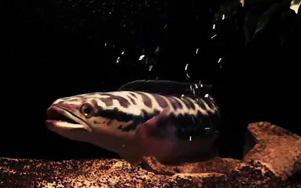 小盾鳢是什么鱼?