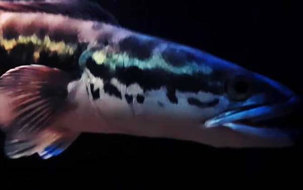 小盾鳢是什么鱼?