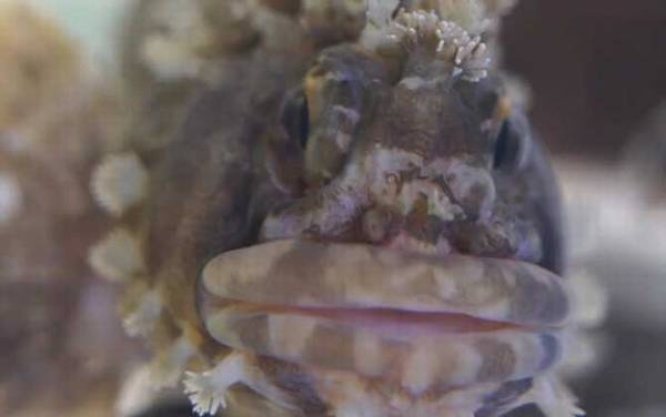 小姐鱼是什么鱼?