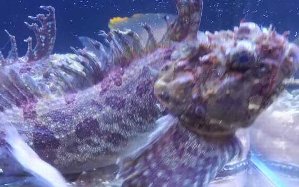 小姐鱼是什么鱼?