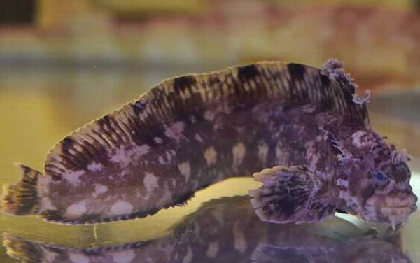 小姐鱼是什么鱼?