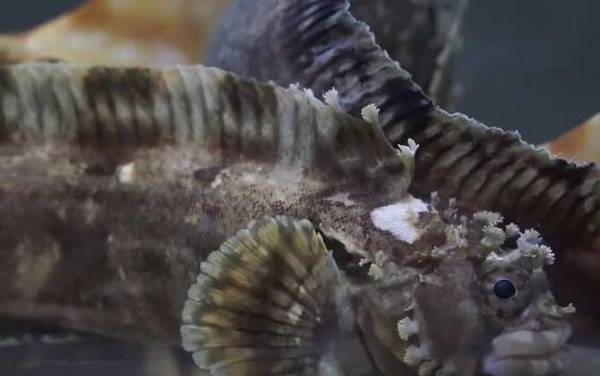 小姐鱼是什么鱼?