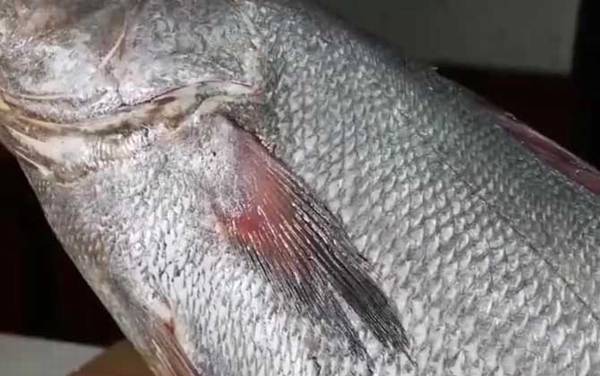 鮸鱼是什么鱼?