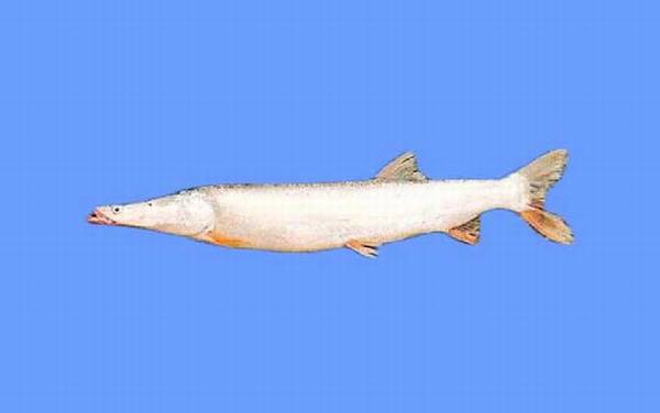 鯮鱼是什么鱼?