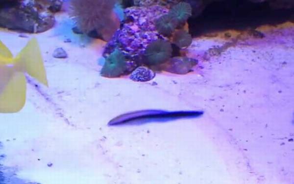 医生鱼是什么鱼?