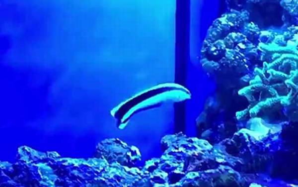 医生鱼是什么鱼?