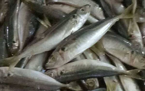 竹荚鱼是什么鱼?