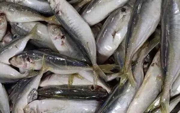 竹荚鱼是什么鱼?