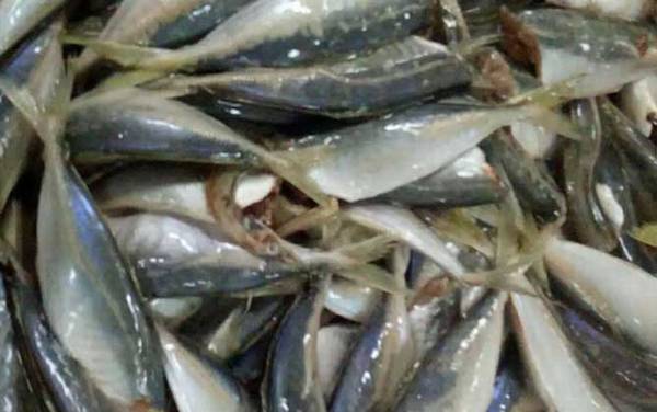 竹荚鱼是什么鱼?