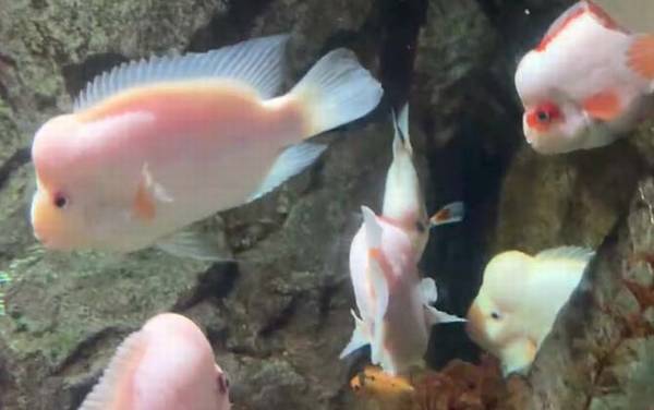 寿星鱼是什么鱼?