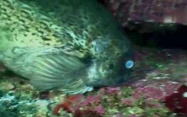 圆鳍鱼是什么鱼?