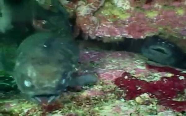 圆鳍鱼是什么鱼?