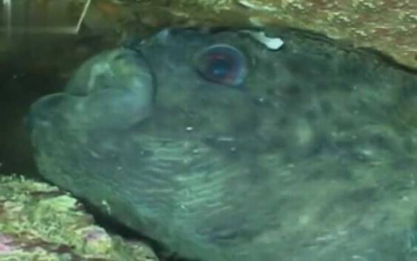 圆鳍鱼是什么鱼?