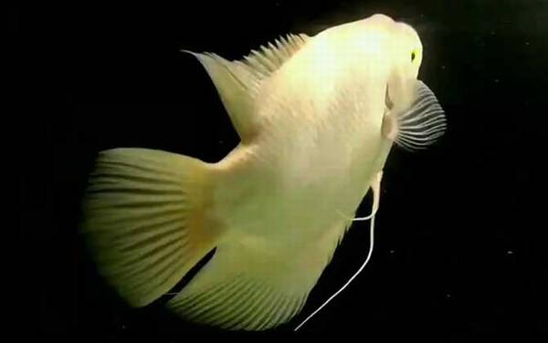 招财鱼是什么鱼?