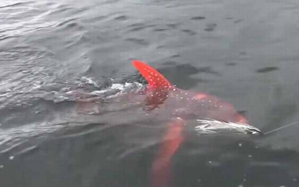 月亮鱼是什么鱼?