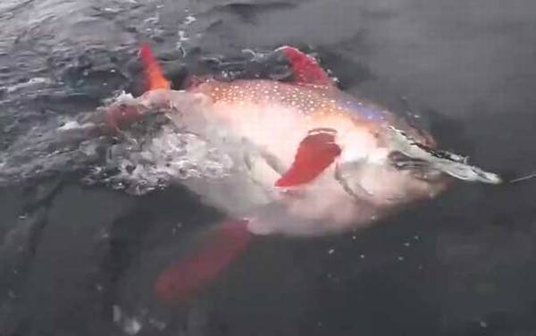 月亮鱼是什么鱼?