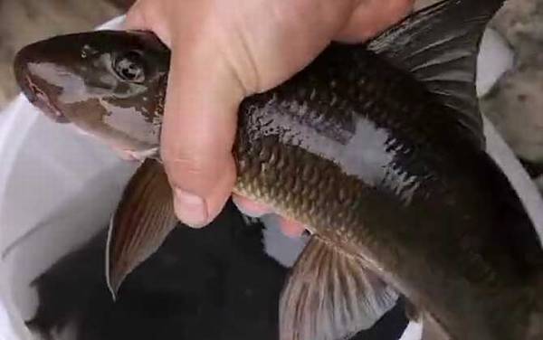 猪嘴鱼是什么鱼?