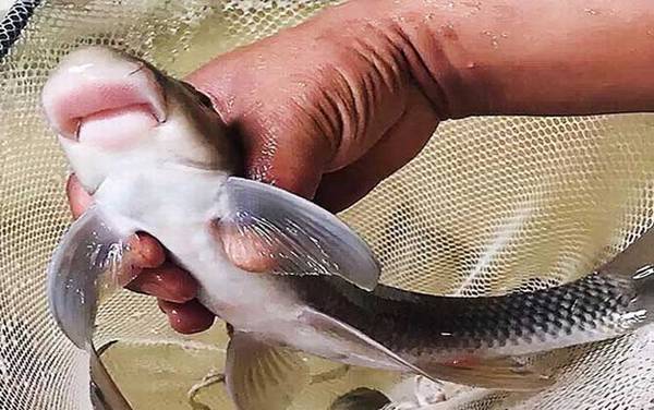 猪嘴鱼是什么鱼?