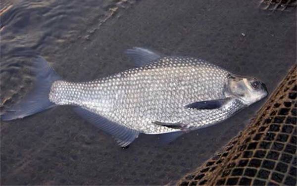 鳊花鱼是什么鱼?
