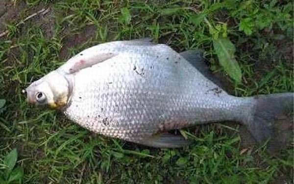 鳊鱼的拼音怎么读?