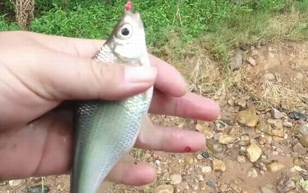 大眼鳊鱼是什么鱼?