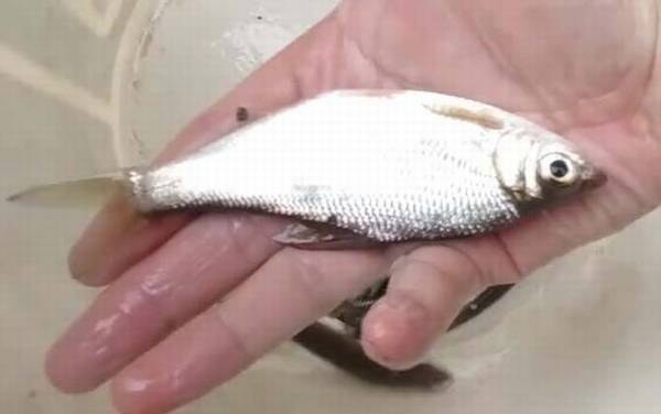 又像鳊鱼又像翘嘴的是什么鱼?