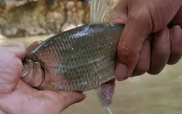 又像鳊鱼又像翘嘴的是什么鱼?