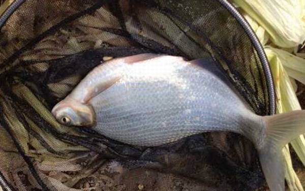 鳊鱼价格多少钱一斤?