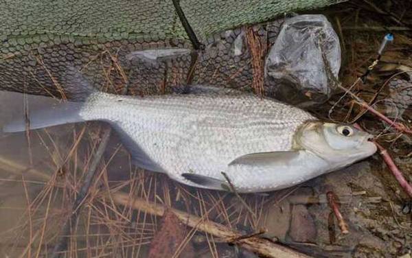 鳊鱼价格多少钱一斤?