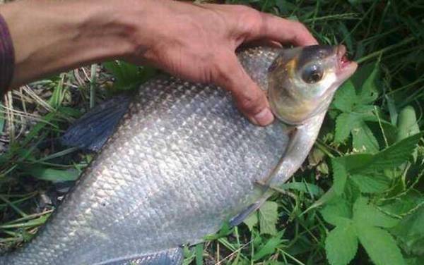 鳊鱼价格多少钱一斤?