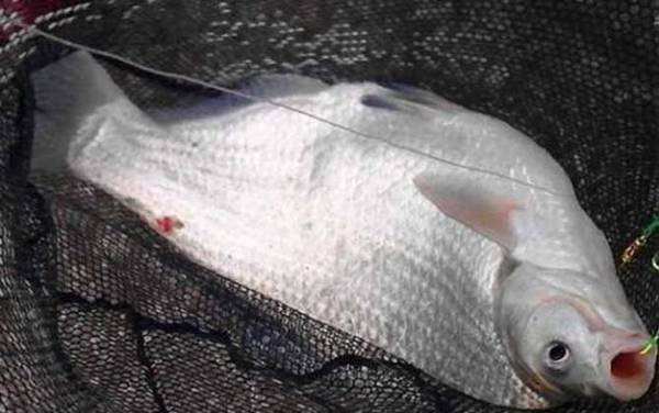 鳊鱼有刺吗?