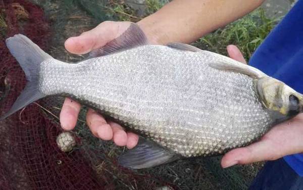 鳊鱼为什么叫武昌鱼?