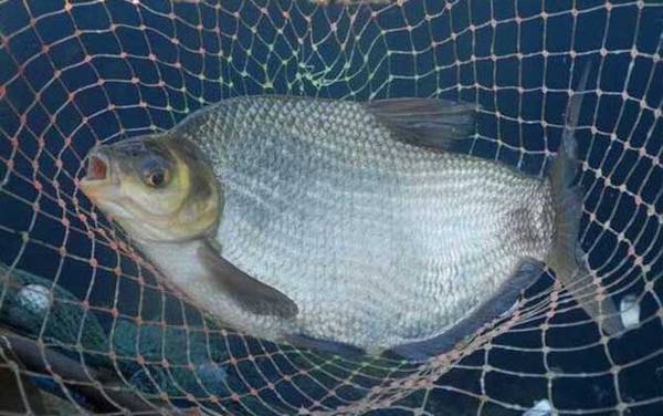 鳊鱼吃什么食物长大的?
