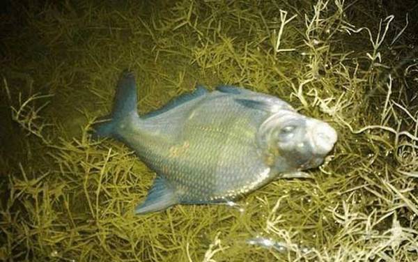 鳊鱼和武昌鱼是不是一种鱼?