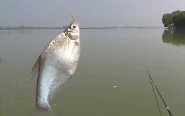 鳊鱼和武昌鱼是不是一种鱼?