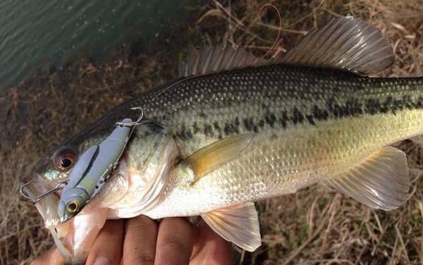 鳊鱼和鲈鱼哪个刺少?