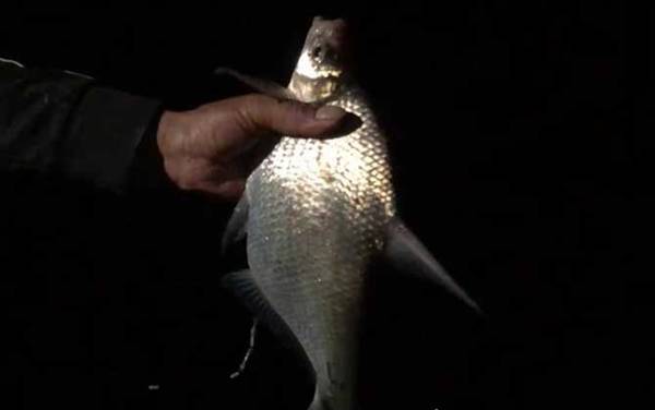 鲫鱼和鳊鱼哪个鱼刺少?