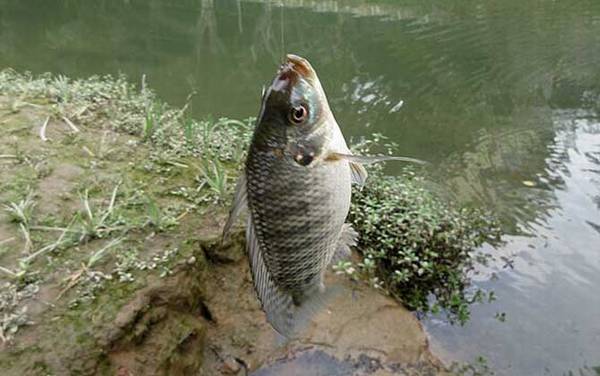 罗非鱼又叫什么鱼?