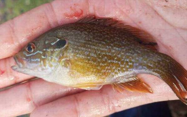 太阳鱼是罗非鱼吗?