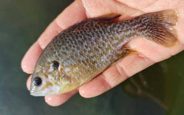 太阳鱼是罗非鱼吗?