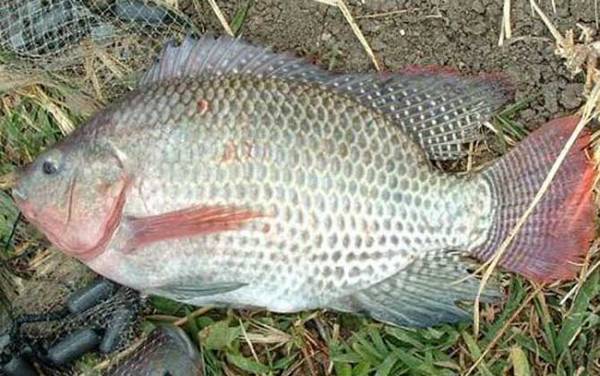 太阳鱼是罗非鱼吗?