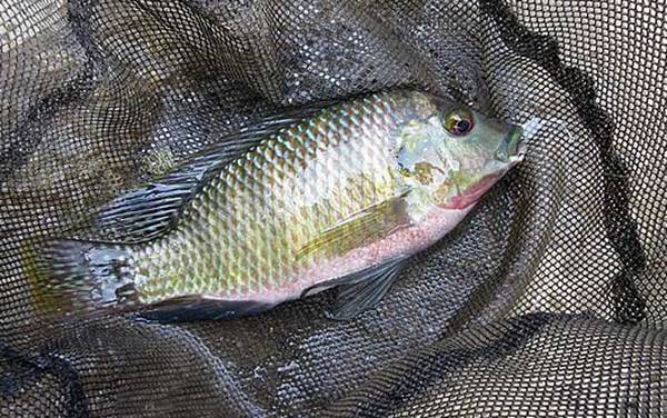 为什么要少吃罗非鱼?