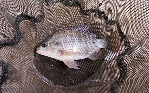 罗非鱼含有大量寄生虫吗?