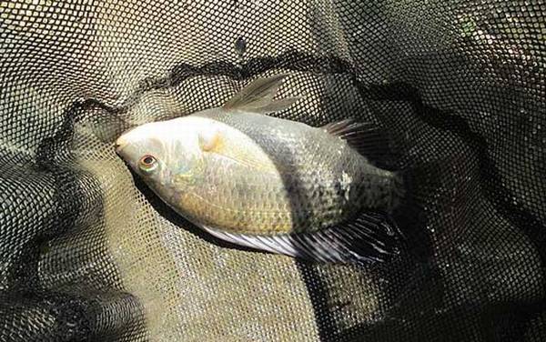 罗非鱼含有大量寄生虫吗?