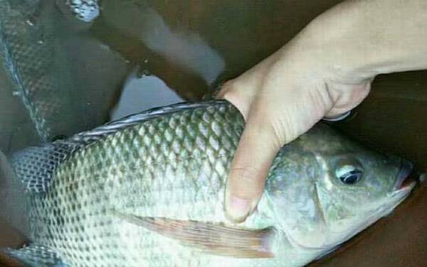 罗非鱼价格为什么便宜?