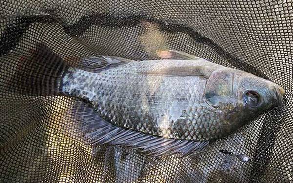 罗非鱼长什么样子?