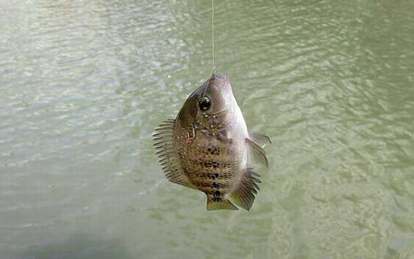 罗非鱼长什么样子?