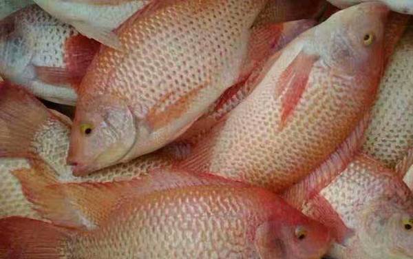 红罗非鱼可以吃吗?