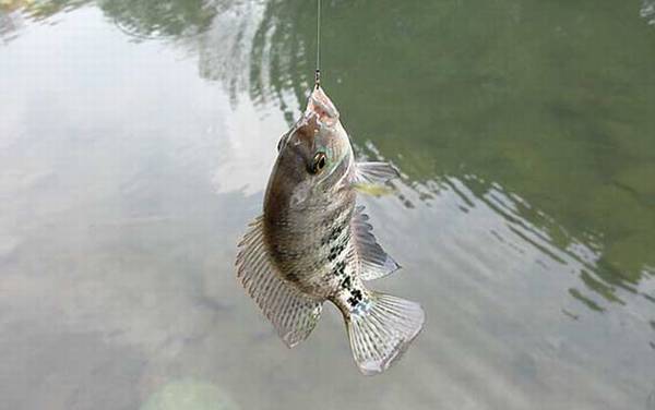 罗非鱼是鲫鱼吗?