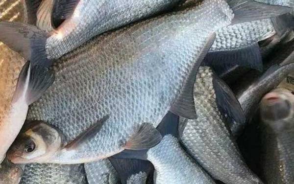 罗非鱼和武昌鱼一样吗?